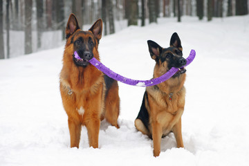 Two German Shepherd dogs holding a torn puller ring toy in winter