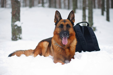 Obedient German Shepherd dog lying down on a snow and protecting a rucksack