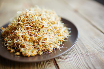 Closeup still life shot:  Heap of fresh sprouting seeds on brown plate standing on wooden textured table
