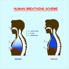 Dark Human breathing scheme info graphic in black.