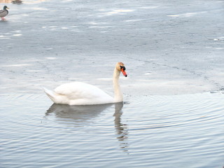 Plakat white swan on the water near ice