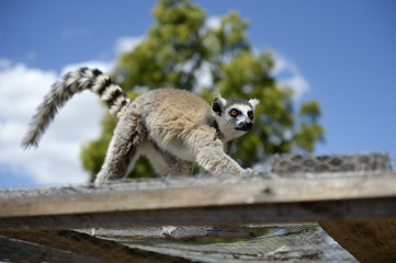 Madagascar, lemur walking on a cage