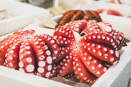Japan, Tokyo, Tsukiji fish market, octopuses