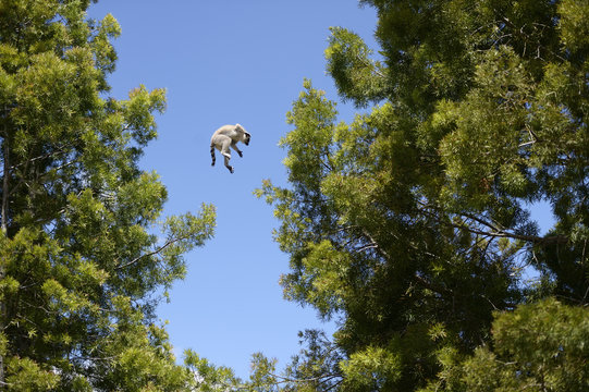 Madagascar, lemur jumping from tree to tree