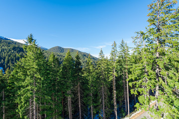 Obraz premium Road in the coniferous forest