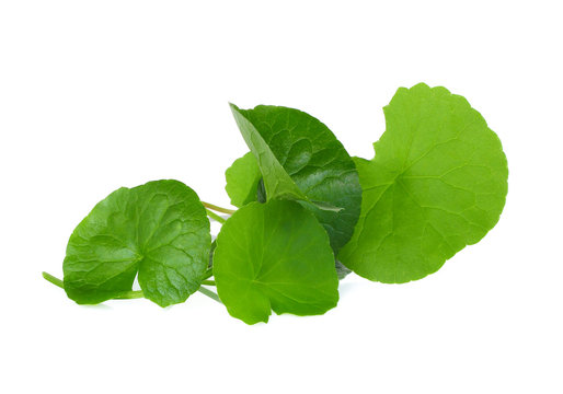 gotu kola on white background