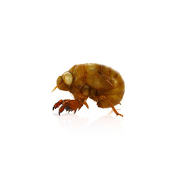 Cicada pupa on white background