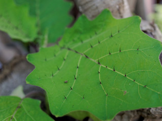 Solanum leaf with spine, thorn, or prick with shallow depth of field show concept of hardship, obstacle, and difficulty