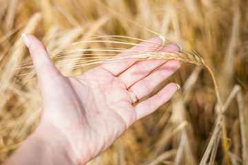 Fototapeta na wymiar the ear of wheat in hand