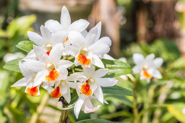 Obraz na płótnie Canvas Beautiful white orchid, Dendrobium formosum.