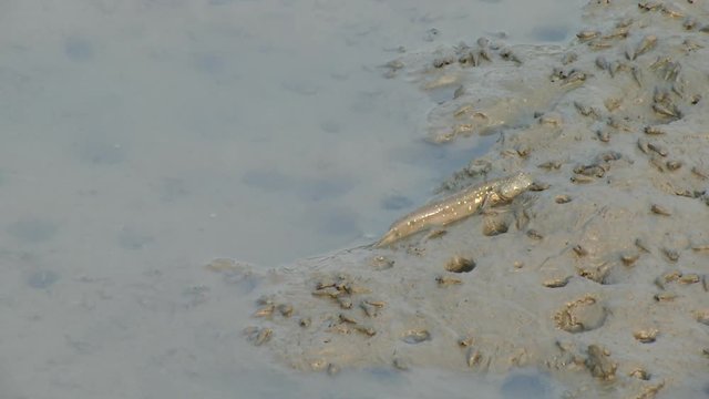 Mudskipper on mud in mangroves