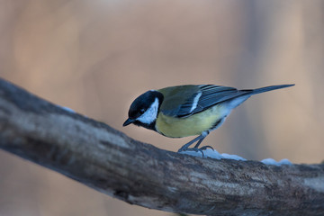 Closeup of a Great Tit