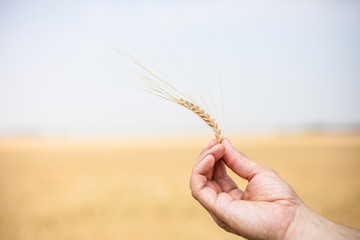 Fototapeta na wymiar ear of wheat