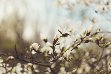 Magnolia flowers in spring garden