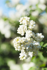 Branches of flowering white lilac