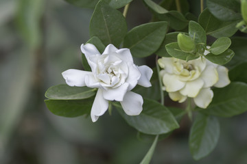 Gardenia jasminoides on blurred background