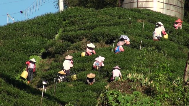 Workers pick tea leaves at a plantation. Mount Ali in Taiwan