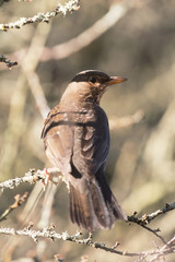 Blackbird, Turdus merula
