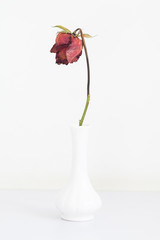 Withered roses in vases