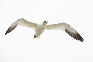 Northern Gannet (Morus bassanus) flying against white sky, Great Saltee, Saltee Islands, Ireland.