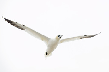 Northern Gannet (Morus bassanus) flying against white sky, Great Saltee, Saltee Islands, Ireland.