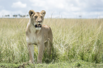 Lioness (Panthera leo) standing in savannah, Masai Mara, Kenya