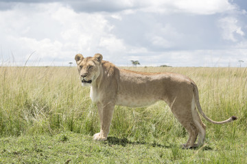 Lioness (Panthera leo) standing in savannah, Masai Mara, Kenya