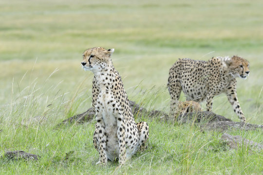 Cheetah (Acinonix jubatus) sitting on savanna,  with cheetah walking in background, Masai Mara, Kenya