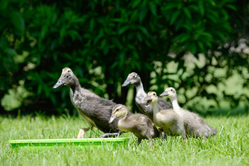 Domesticated ducks running to the Water bowl on meadow