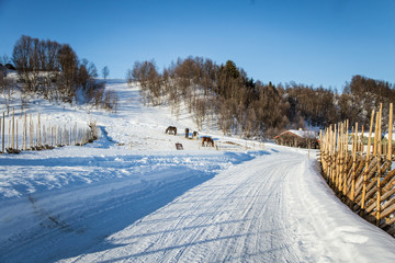 Fototapeta na wymiar A beautiful snowy Norwegian landscape with a horses