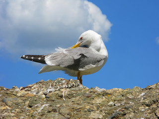 Seated on a rock seagull against the sky.

