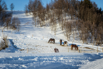 A beautiful snowy Norwegian landscape with a horses