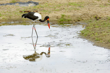 Saddle-bill stork (Ephippiorhynchus senegalensis), walking in water with reflection, South Africa, Mpumalanga, Kruger national park.