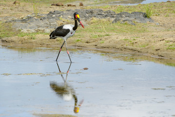 Saddle-bill stork (Ephippiorhynchus senegalensis), walking in water with reflection, South Africa, Mpumalanga, Kruger national park.