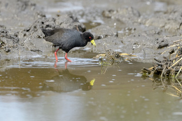 Black crake (Amaurornis flavirostris), foraging, South Africa, Kruger national park
