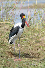 Saddle-bill stork (Ephippiorhynchus senegalensis), South Africa, Mpumalanga, Kruger national park.