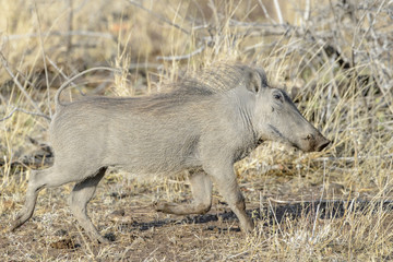 Warthog (Phacochoerus aethiopicus), Kruger National Park, South Africa, Africa