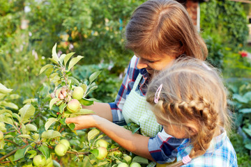 Young beautiful mother and her daughter picking fresh organic apples in a garden