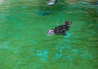 Obraz premium Seal Swimming in Green Water