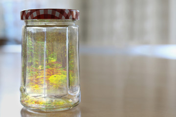 Forest caught in a jar