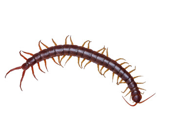 centipede isolate on white background with clipping path.