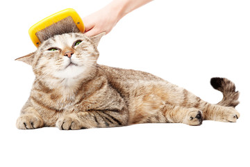Combing the cat Scottish Straight, lying isolated on white background