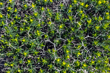Background of green leaves and thorns.