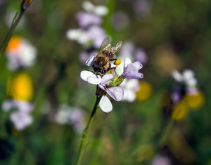 A bee collects pollen from flowers.