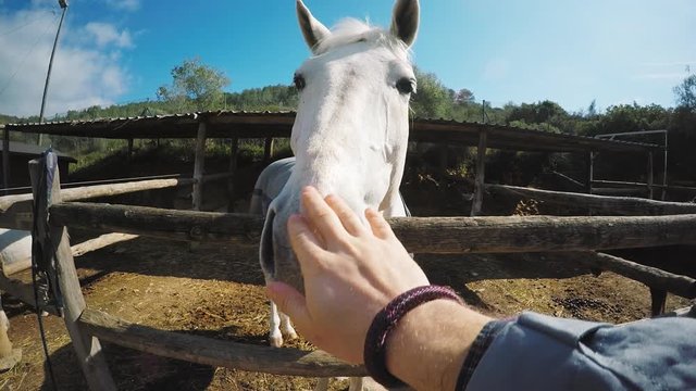 First point of view, male hand touches big horse head