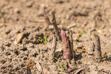 Asparagus on the field