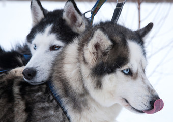 dog Husky in a kennel