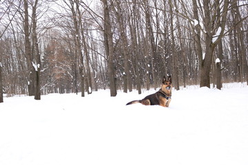 German shepherd in the snow