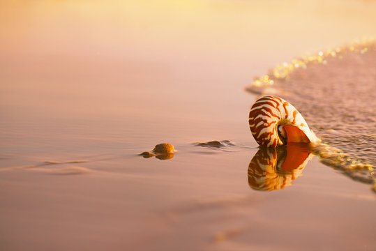 seashell nautilus on sea beach under sunset sun light