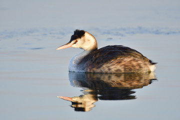 Haubentaucher im Schlichtkleid